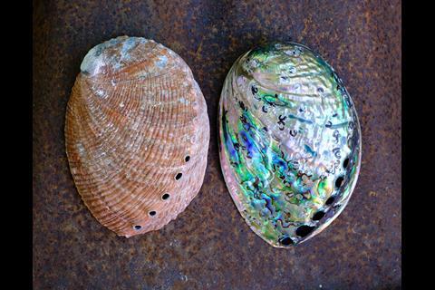 An image showing abalone shells